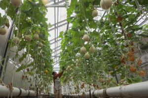 Kebun Melon Untuk Pemberdayan Pemulung
