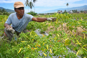 Produksi Cabai Rawit Sulteng Lampaui Kebutuhan, Surplus 4.909 Ton