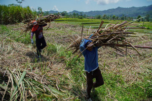 Menko Pangan Serap 1.000 Ton Gula Petani Lumajang
