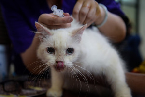 Vaksinasi Rabies di Jakarta Capai 36 Ribu Hewan, Lebihi Separuh Target 2025