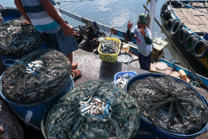 Usulan Instrumen Stabilisasi Harga Ikan