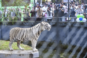Pengenalan Koleksi Baru Satwa Taman Rimbo Zoo