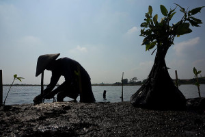 Gerakan Mageri Segoro Tanam Dua Juta Bibit Mangrove