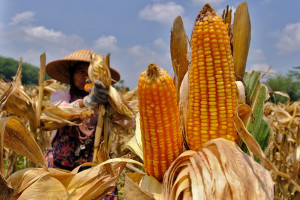 Proyeksi Produksi Jagung November 2025