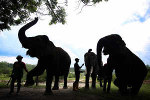 PHR Alokasikan Rp24 Miliar untuk Dukung Konservasi Gajah