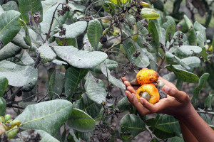 Erupsi Gunung Lewotobi Sebabkan Gagal Panen Kakao hingga Jambu Mente di Flores Timur