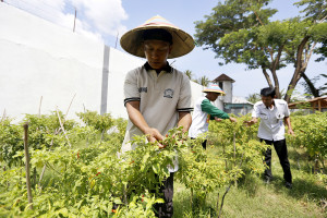 Dorong Produktivitas Warga Binaan Lewat Penanaman Sayuran, Dukung Ketahanan Pangan Nasional
