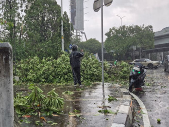Hujan Deras, Pohon Bertumbangan di Lebak Bulus Jaksel