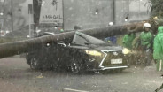 Pohon Tumbang di Pondok Indah Timpa Lexus, Pengemudi Meninggal Dunia