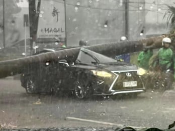 Pohon Tumbang di Pondok Indah Timpa Lexus, Pengemudi Meninggal Dunia