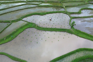 Optimasi Lahan Sawah di Tanah Datar