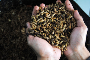 Budidaya Maggot Dengan Memanfaatkan Sisa Makanan Program MBG