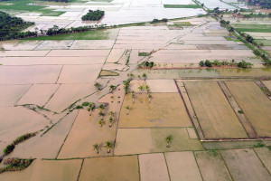 Puluhan Hektare Sawah di Deli Serdang Terendam Banjir Akibat Hujan Deras