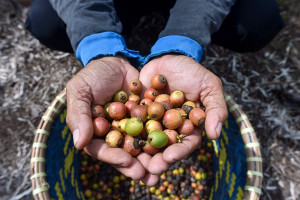 Petani Kopi Liberika di Jambi Kesulitan Cari Pekerja Pemetik Meski Harga Naik