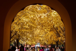 Pesona Musim Gugur, Daun Ginkgo Menguning di Taman Zhongshan Beijing