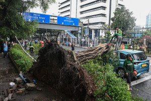 Pohon Tumbang Timpa Sebuah Mobil Taksi di Jakarta
