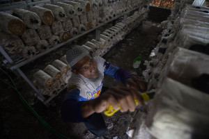 BUMDes Kelola Budi Daya Jamur Tiram