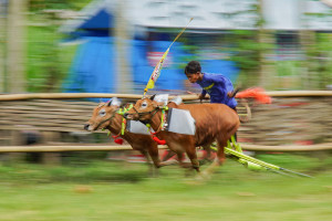 Ratusan Peserta Meriahkan Karapan Sapi di Lumajang