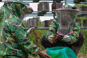 Budidaya Lebah Trigona di Kendari Tawarkan Peluang Usaha Menjanjikan