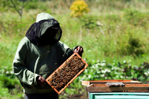 Pemanfaatan Budidaya Lebah Meningkat, Produksi Madu Petani Mencapai 100 Kilogram