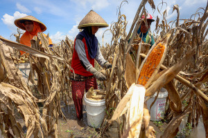 Curah Hujan Tinggi, Petani Terpaksa Panen Dini dan Hasil Jagung Anjlok 50%