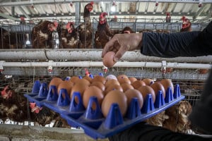 Pemerintah dan Pelaku Usaha Sepakat Tambah Produksi Telur dan Ayam untuk Dukung Program MBG