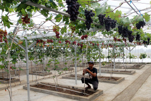 Invasi budidaya anggur di pekarangan