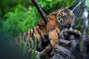 Harimau Sumatera Terkena Jerat di Agam, BKSDA Lakukan Penyelamatan dan Evakuasi