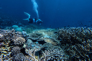 Kunjungan Wisatawan ke Wakatobi Meningkat, Wisata Bawah Laut Tomia Jadi Daya Tarik Utama