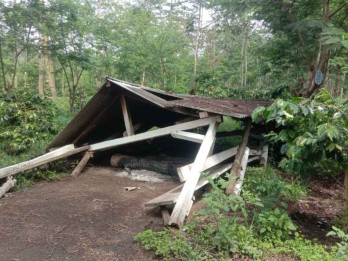 Pengrusakan Kebun Kopi Ijen: 159.000 Pohon Ditebang, Kerugian Capai Rp4,7 Miliar