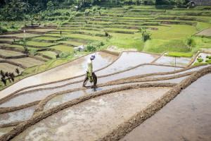 Kontribusi Sektor Pertanian Terhadap Perekonomian Nasional