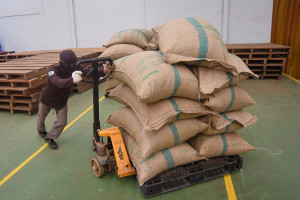 Ekspor kulit kayu manis ke Amerika Serikat