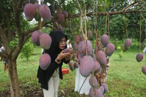 Wisata petik buah mangga garifta