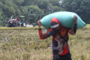 Nilai Tukar Petani Jatim Melemah ke 114,98, Hortikultura Merosot 3,39%