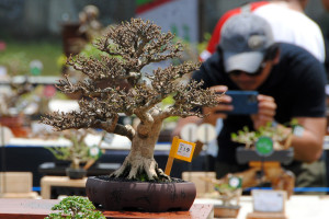 Pameran bonsai lokal terbuka di Bogor
