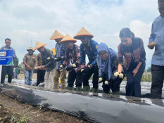 PepsiCo Indonesia Perkuat Rantai Pasok Kentang Industri Lokal