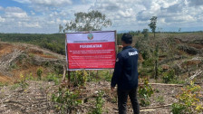 Kemenhut Endus Pembalakan Liar jadi Penyebab Banjir dan Longor Sumut