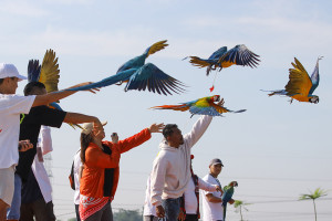 Lomba Free Fly Burung Macaw Di Surabaya