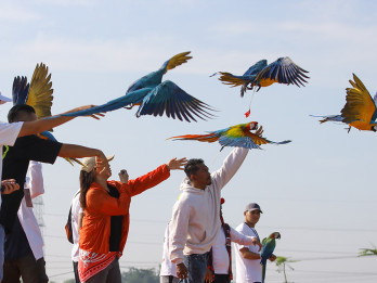 Lomba Free Fly Burung Macaw Di Surabaya