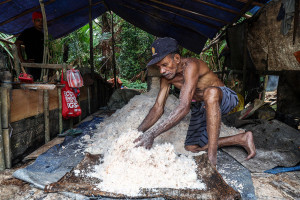 Pengolahan Sagu Secara Tradisional Tetap Jadi Andalan Masyarakat Maluku