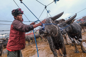 Pasar Bolu Rantepao Jadi Pusat Perdagangan Kerbau Adat di Toraja Utara