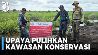 Kemenhut Musnahkan 98,8 Hektare Sawit Ilegal di TN Berbak Sembilang