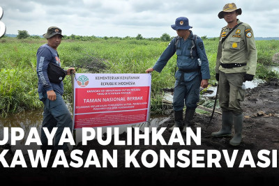 Kemenhut Musnahkan 98,8 Hektare Sawit Ilegal di TN Berbak Sembilang