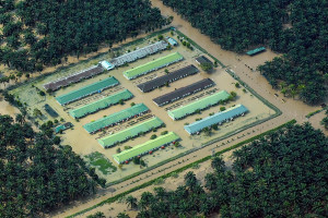 Kawasan Perkebunan Sawit di Pasaman Barat Masih Terendam Banjir