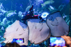 Atraksi Sinterklas Bawah Air Meriahkan Libur Natal di Sea World Ancol