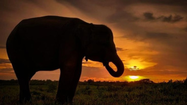 Kronologi Kades Braja Asri Meninggal saat Giring Gajah Liar di Way Kambas