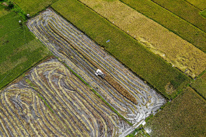 Produksi Padi November 2025 Capai 3,20 Juta Ton GKG