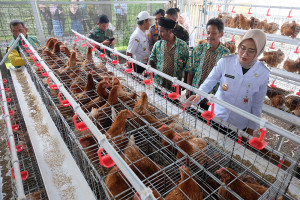 Kemandirian Pertanian Untuk Swasembada Pangan