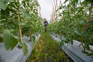 Alokasi Pupuk Subsidi Untuk Sulteng 2026