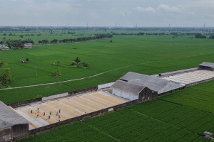 Perluasan Area Panen Padi di Banten